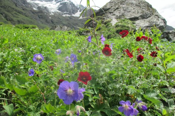 Flowers along the VoF trek