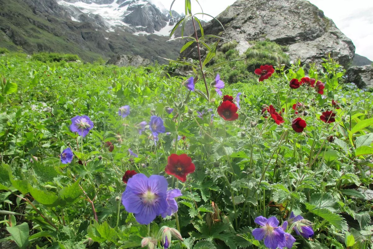 Flowers along the VoF trek