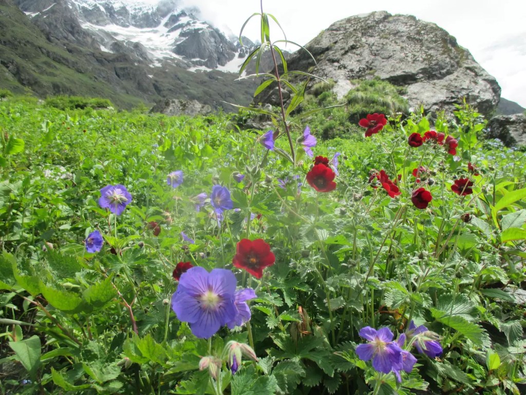 Flowers along the VoF trek