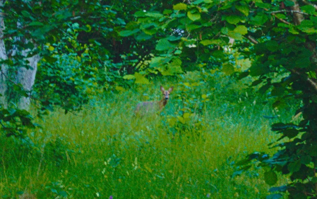 Deer spotting in Järsö