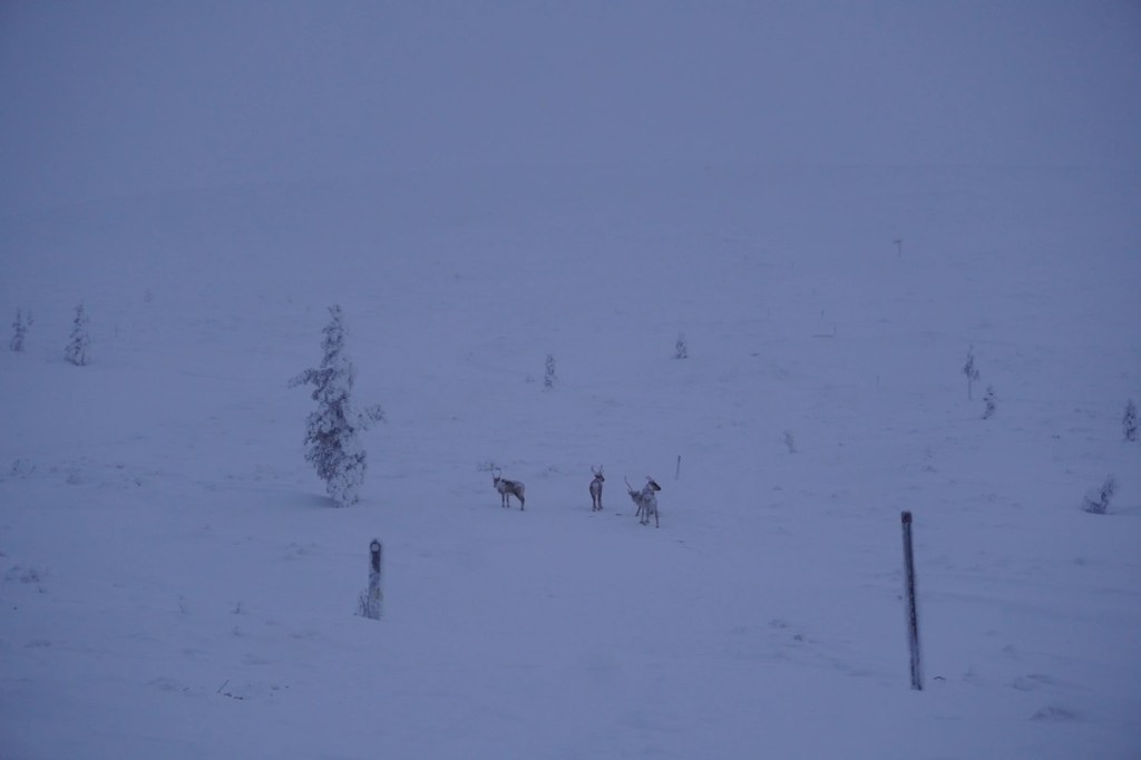 Luckily spotted some reindeer roaming in the wild.