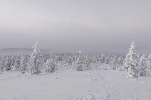 Moving past the tree line on the way upto or down from the Kiilopää fell.