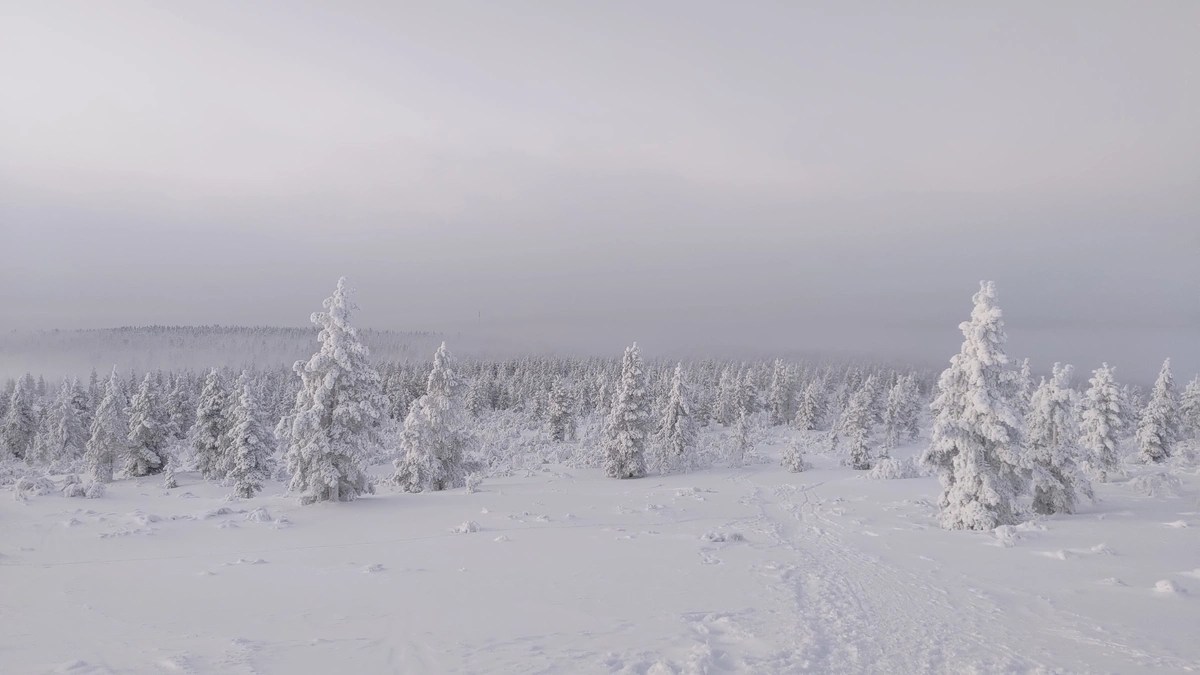 Moving past the tree line on the way upto or down from the Kiilopää fell.