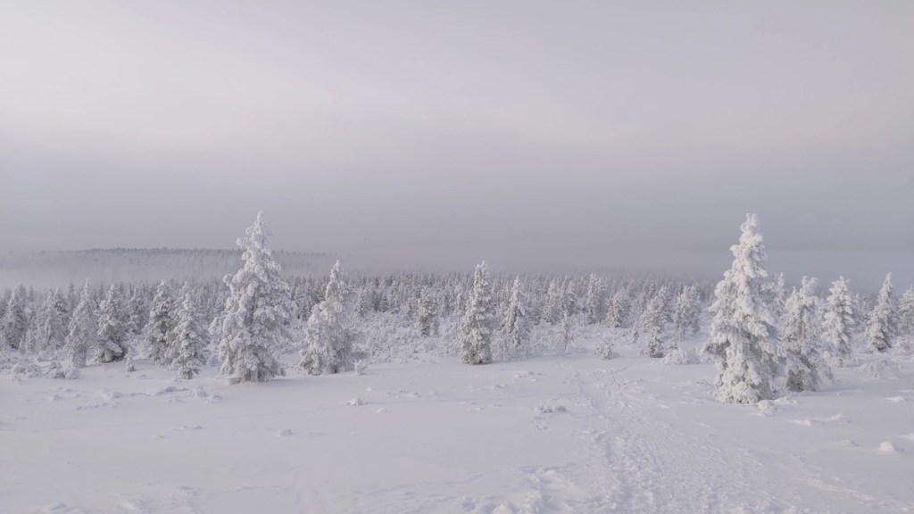 Moving past the tree line on the way upto or down from the Kiilopää fell.